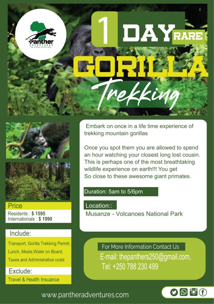 Gorilla-Trekking