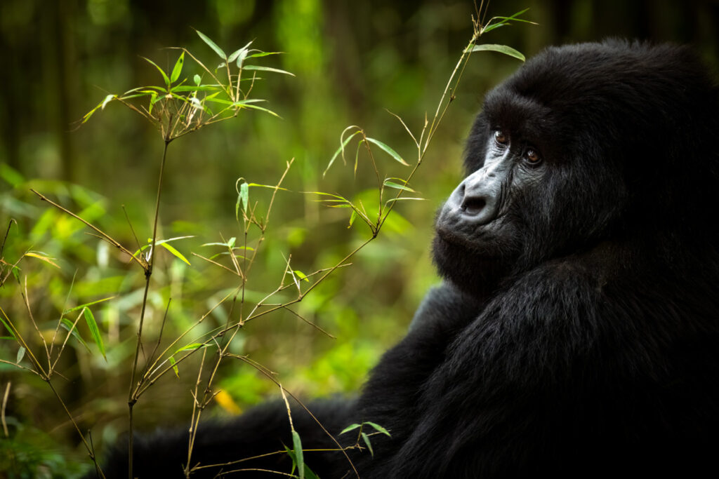 luxuly tours in rwanda with panther adventures