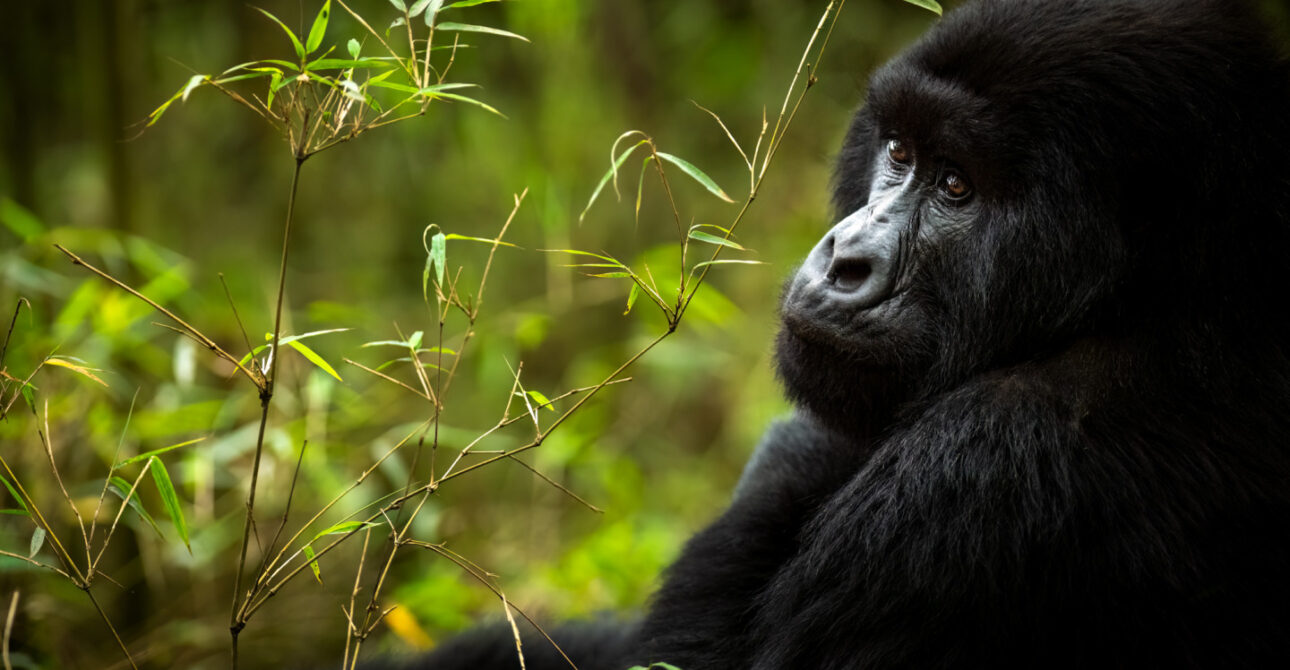 3 DAYS BWINDI NATIONAL PARK – GORILLA TREKKING