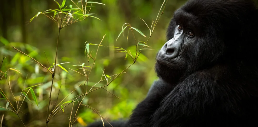 luxuly tours in rwanda with panther adventures