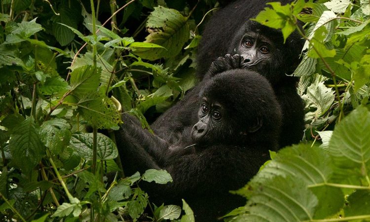 Safety-of-Gorilla-Trekking-in-Rwandas-750×450