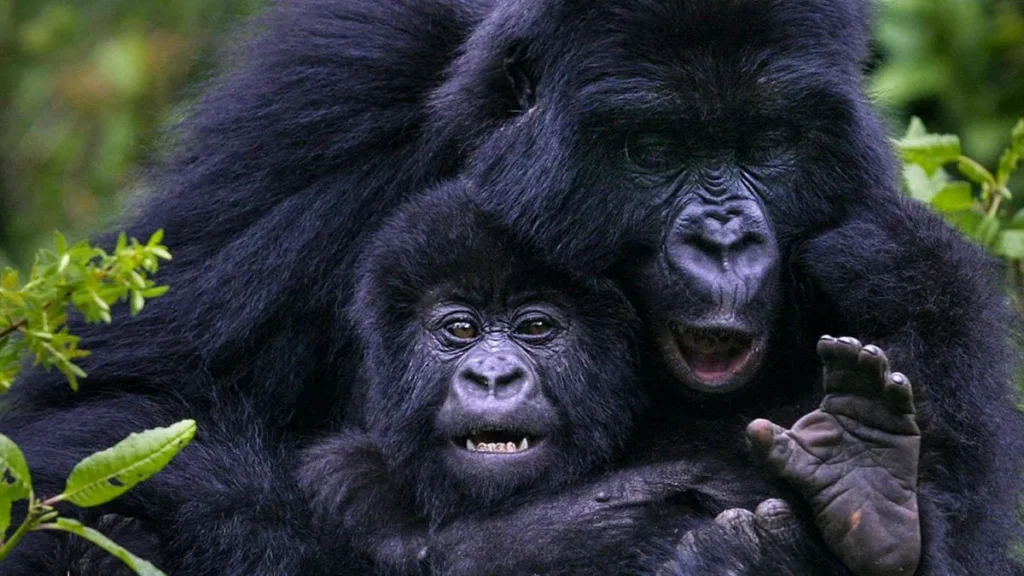 Tracing-the-history-of-gorilla-trekking-in-Uganda-and-Rwanda-1200×675