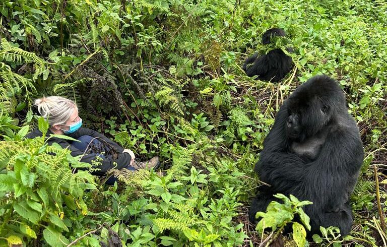 gorilla panther adventures