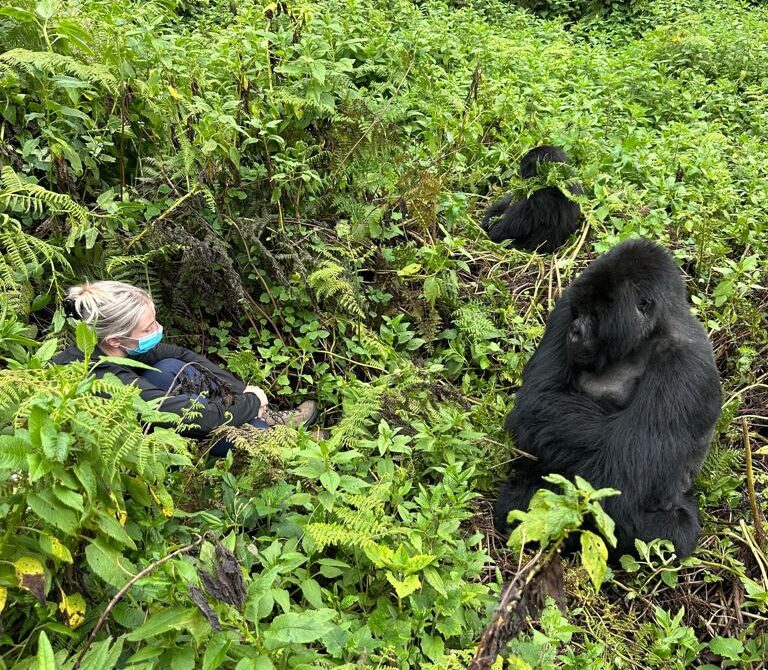 gorilla panther adventures