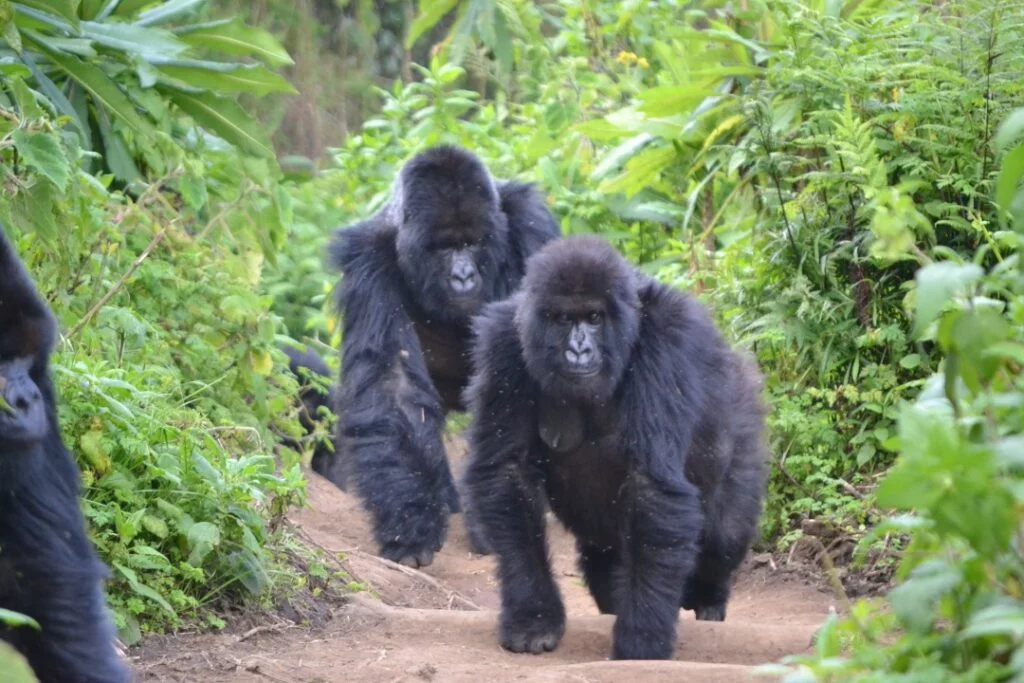 Rwanda Gorilla Trekking