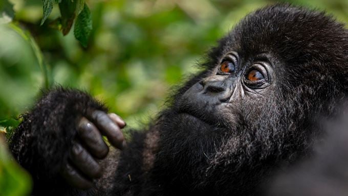 rwanda-gorilla-trekking-dennis-stogsdill