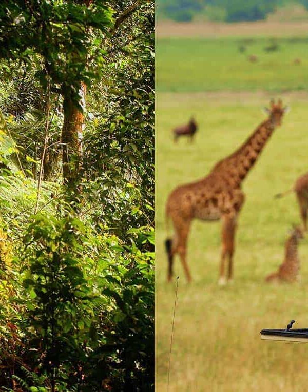 Exclusive Rwanda Family Safari (with Kids)