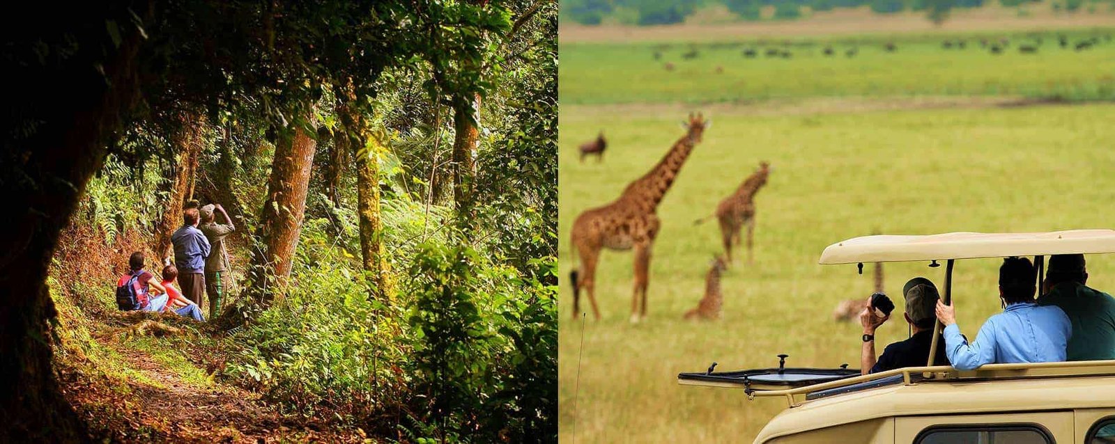Rwanda And Uganda Tour Packages | Tailored Travel Experiences & Safari ...