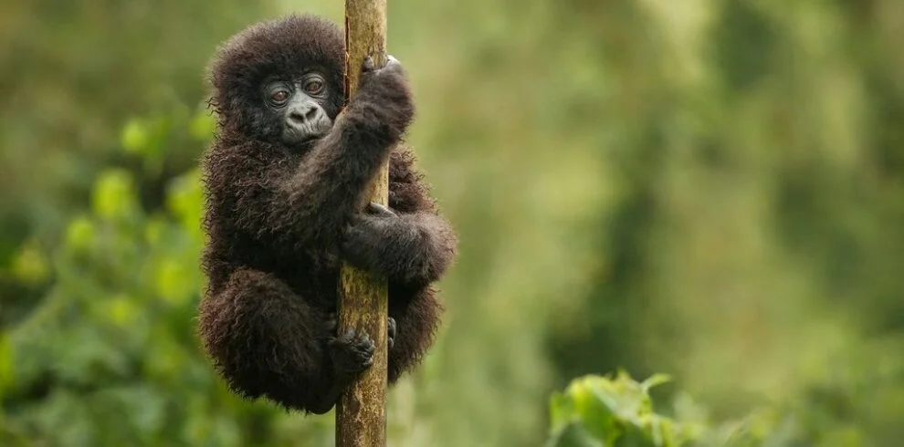 uganda gorilla tracking