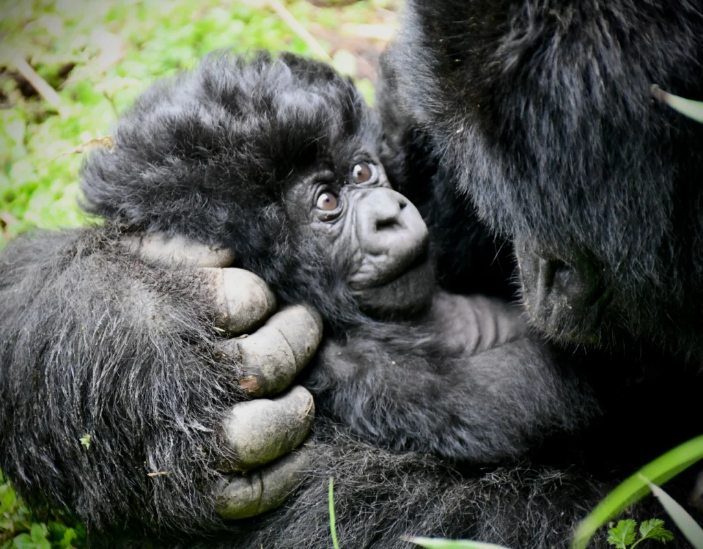 gorilla trek/panther adventures