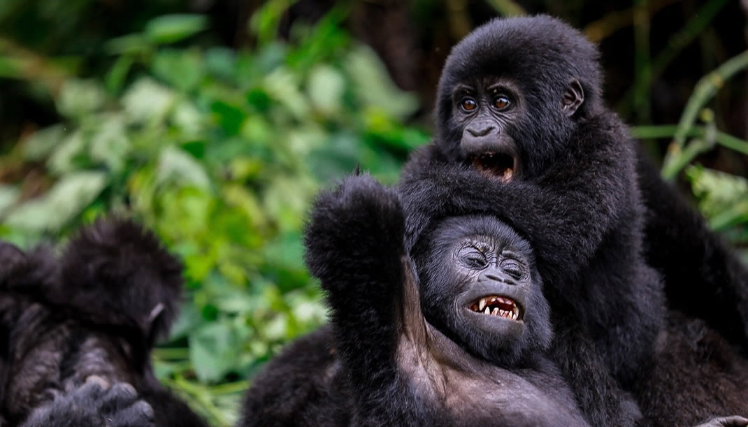 4 Day Gorilla and Golden Monkey Discovery Rwanda to Uganda