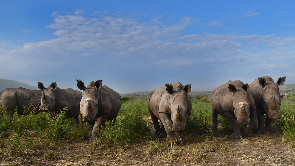 rhino in akagera panther adventures Panther adventures